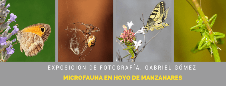 Exposición fotografías de insectos. Microfauna en Hoyo de Manzanares. Fotógrafo: Gabriel Gómez
