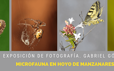 Exposición fotográfica: «La microfauna de Hoyo de Manzanares»